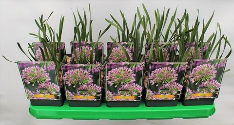 Allium 'Millenium'