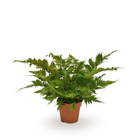 Dryopteris erythrosora