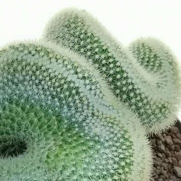 Mammillaria spinosissima pilcayensis cristata