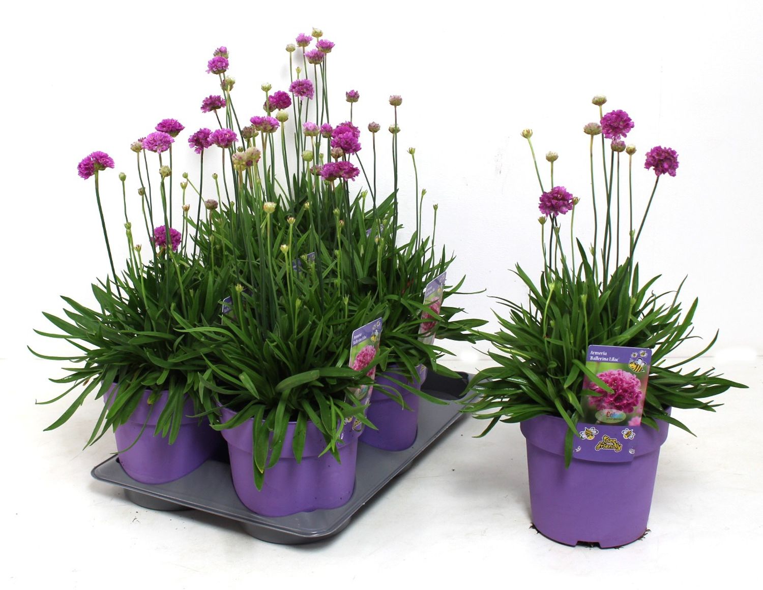 Armeria pseudarmeria Ballerina Lilac (Р15 cm В25 cm) – Рослини Oптом