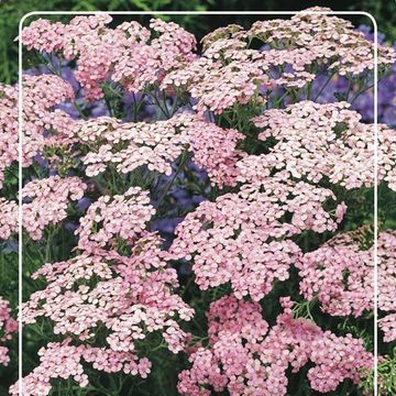 Achillea millefolium 'Apfelblüte'