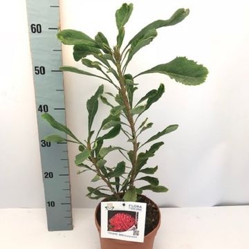 Telopea speciosissima