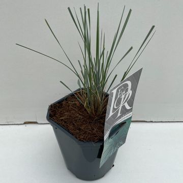 Helictotrichon sempervirens