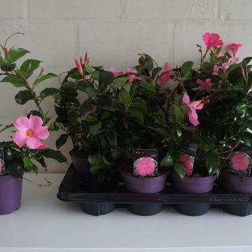 Mandevilla SUNDAVILLE PRETTY ROSE