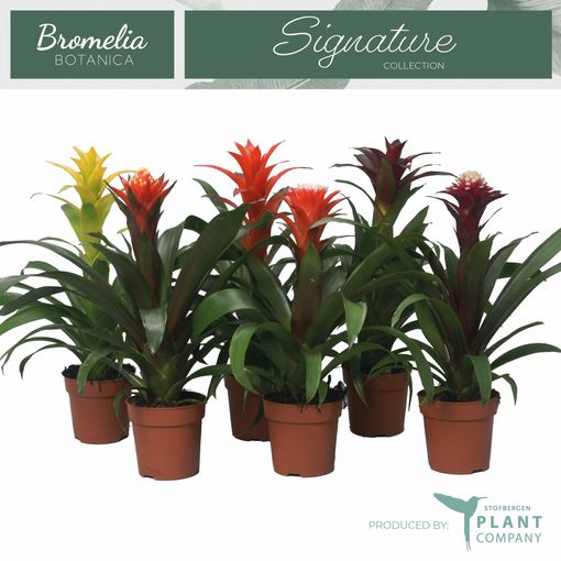 Guzmania MIX