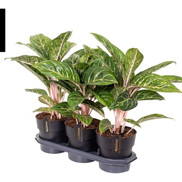 Aglaonema 'Coco Green'