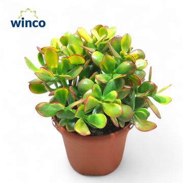 Crassula ovata 'Sunset'