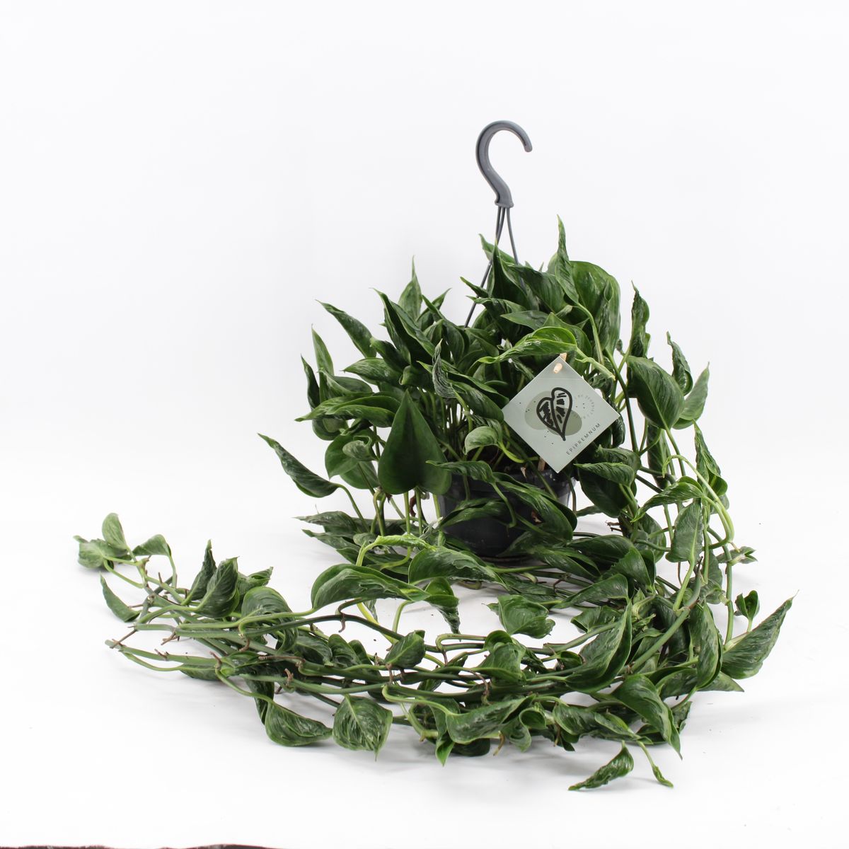 Epipremnum aureum 'Shangri La'  Kasvien tukkumyynti FlorAccess