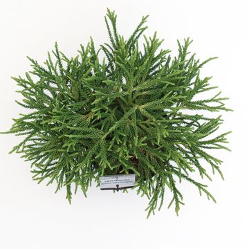 Cryptomeria japonica 'Little Champion'