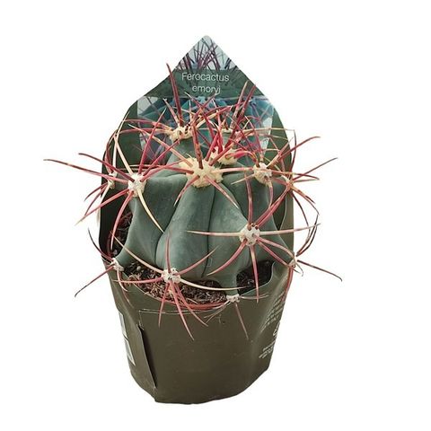 Ferocactus emoryi