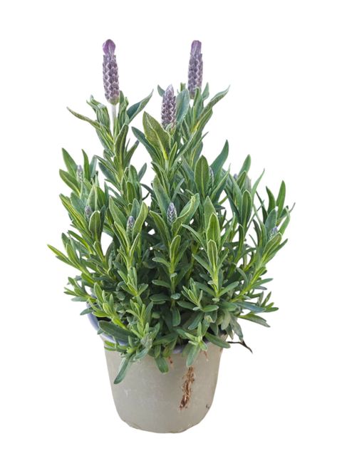 Lavandula stoechas