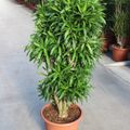 Dracaena reflexa 'Song of Jamaica'