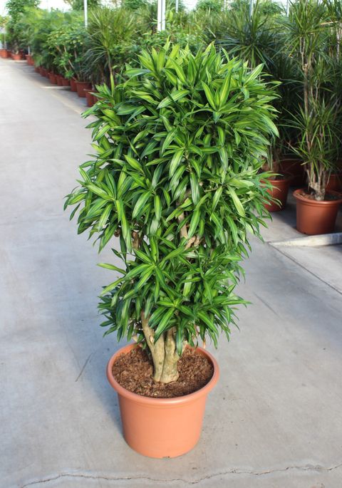 Dracaena reflexa 'Song of Jamaica'