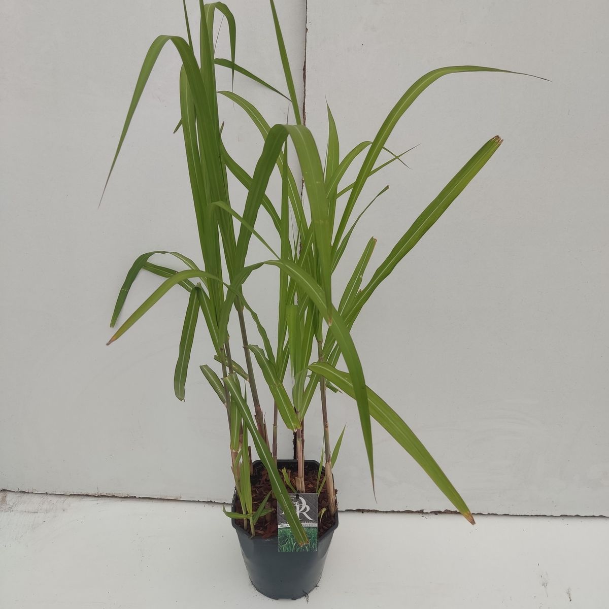 Miscanthus x giganteus — Plant Wholesale FlorAccess