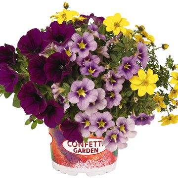 Bedding plants MIX IN POT