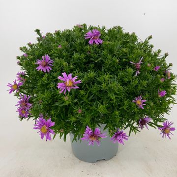 Aster ALPHA LIGHT PINK