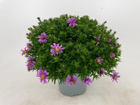 Aster ALPHA LIGHT PINK