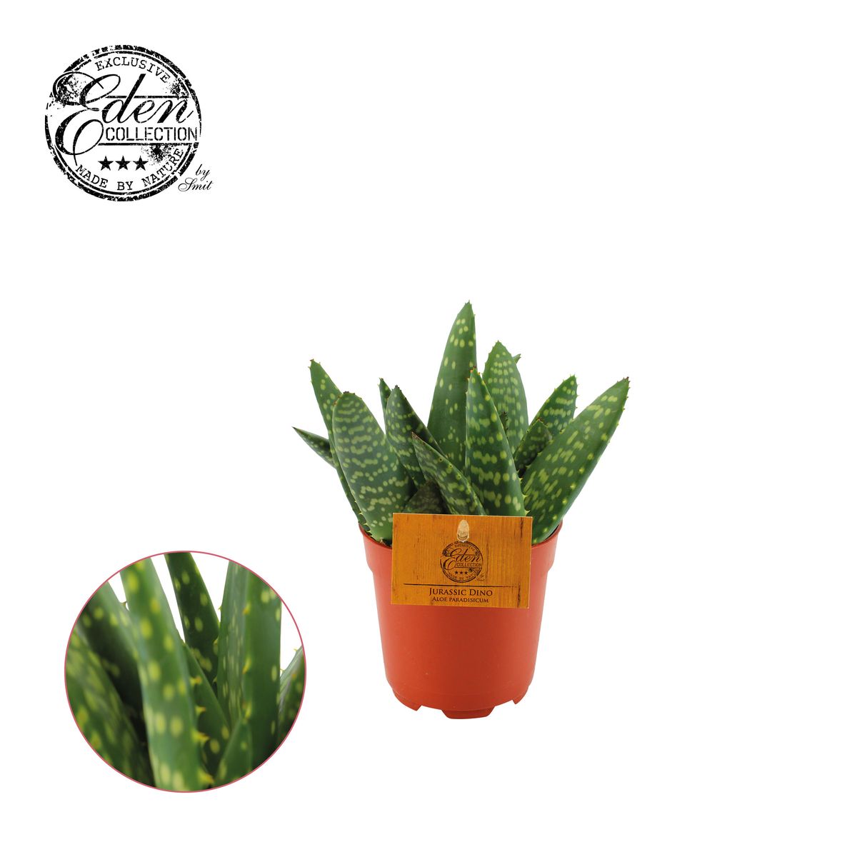 mühle aloe vera Muhle Aloe Vera Shave Soap – Pomade.com main image 1