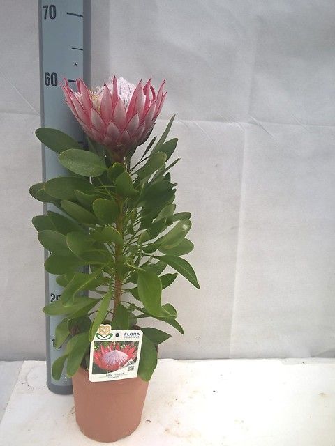 Protea cynaroides 'Little Prince'