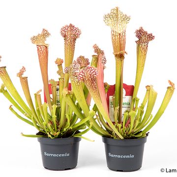 Sarracenia leucophylla