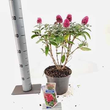 Buddleja davidii BUTTERFLY CANDY LITTLE RUBY