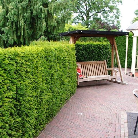 Taxus baccata