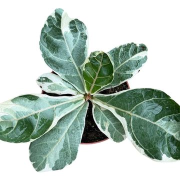 Ficus lyrata 'Variegata'