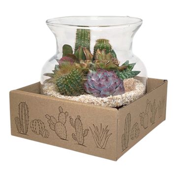 Kомпозиции Cactus / Succulent