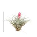 Tillandsia 'Cotton Candy'