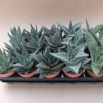 Haworthia MIX