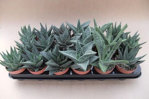 Haworthia MIX