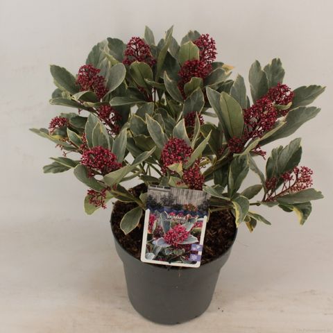 Skimmia japonica 'Perosa'