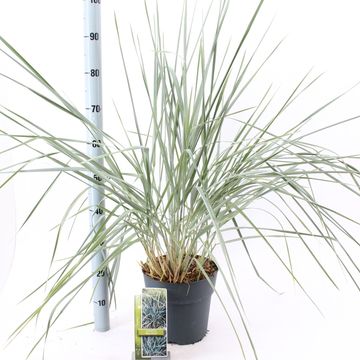 Leymus arenarius 'Blue Dune'