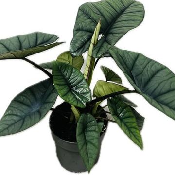 Alocasia 'Platinum'