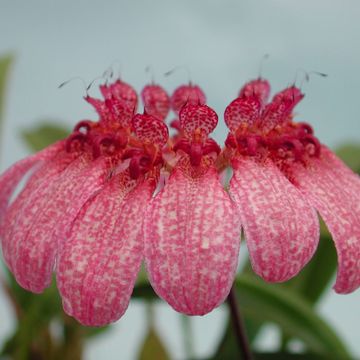 Bulbophyllum eberhardtii