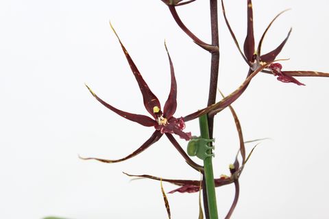 Brassia 'Black Pearl'