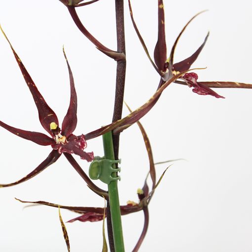 Brassia 'Black Pearl'