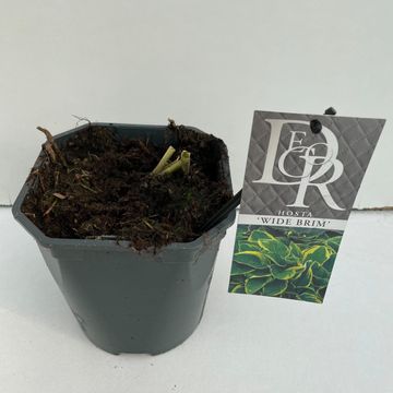 Hosta 'Wide Brim'