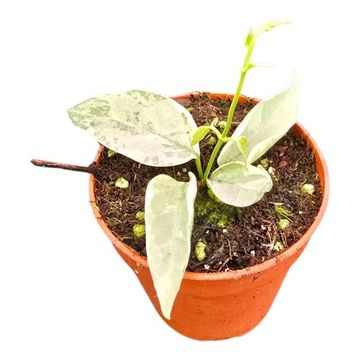 Streptocaulon juventas 'Variegata'