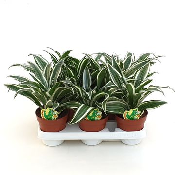 Dracaena fragrans 'White Jewel'