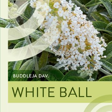 Buddleja 'White Ball'