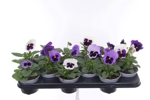 Viola x wittrockiana COLOSSUS F1 OCEAN