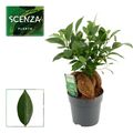 Ficus microcarpa 'Ginseng'