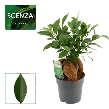 Ficus microcarpa 'Ginseng'