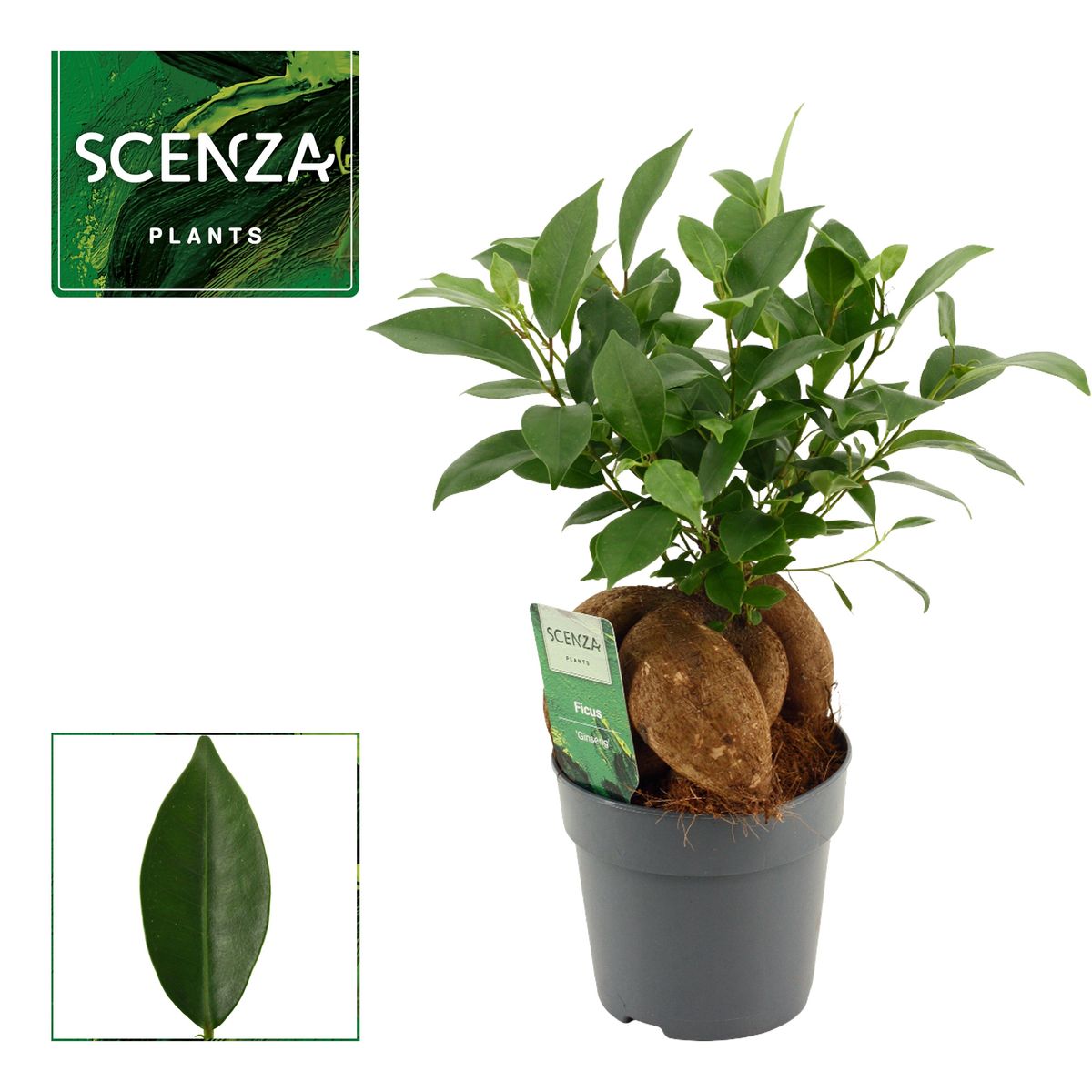 Ficus microcarpa 'Ginseng'  Plant Wholesale FlorAccess