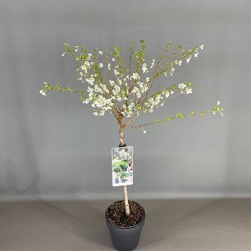 Prunus incisa 'Midori-zakura'