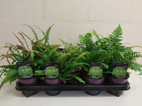 Ferns MIX