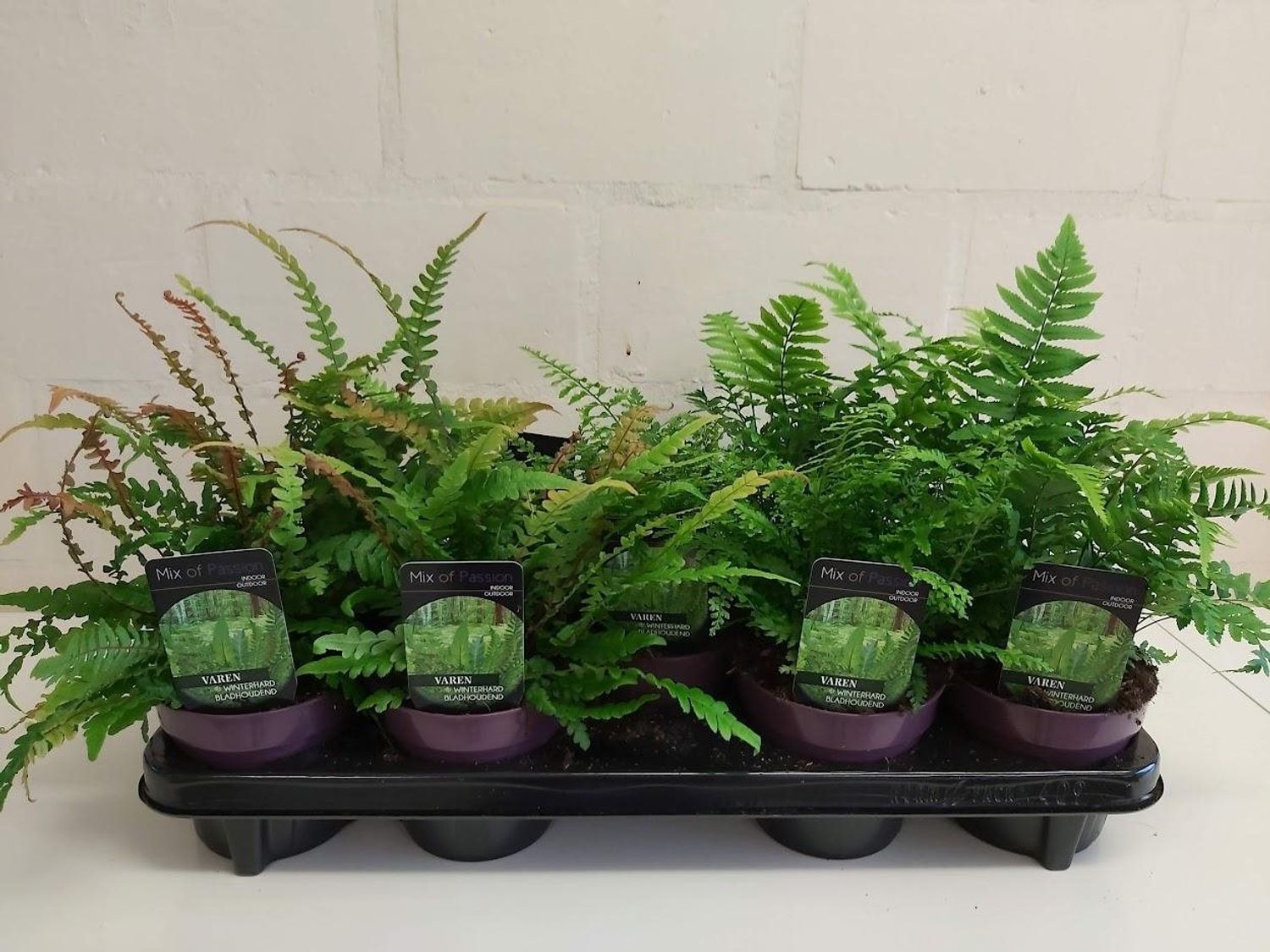Ferns MIX Plant Wholesale FlorAccess ferns-mix-plant-wholesale-floraccess