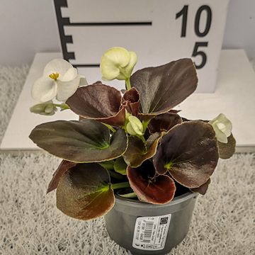 Begonia 'New Globe White'