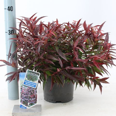 Leucothoe keiskei BURNING LOVE